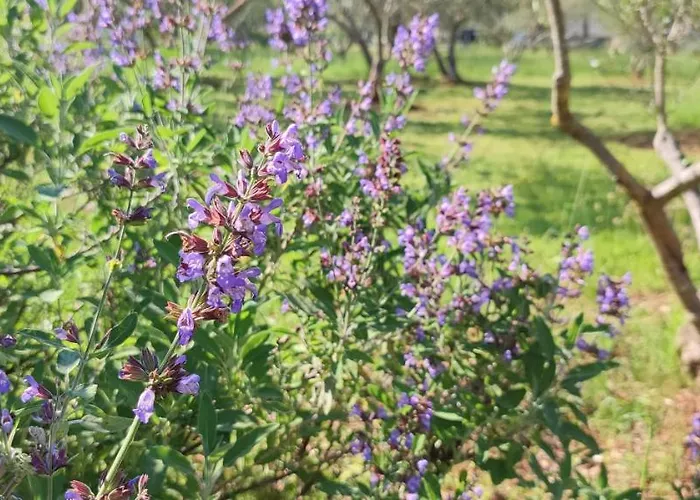 Ferienhaus Mola Ugljan